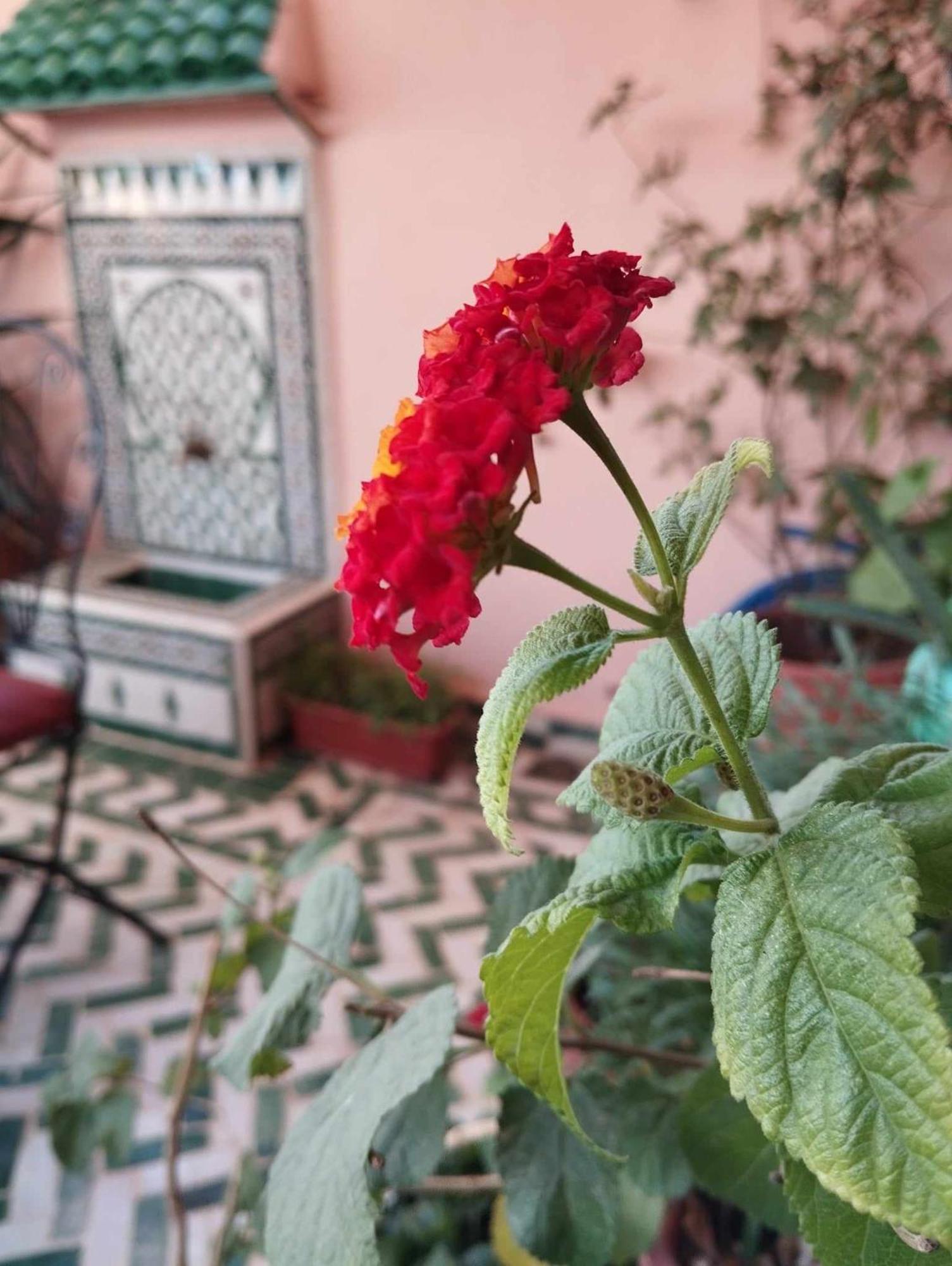 Dar Lantana Hotell Fès Eksteriør bilde